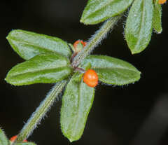 Galium hypocarpium