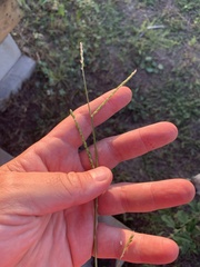 Urochloa platyphylla