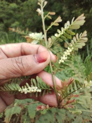 Phyllanthaceae