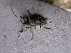 Mesosa curculionoides