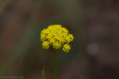 Cymopterus lemmonii
