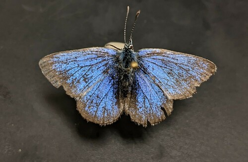 iNaturalist observation photo of Silvery Blue