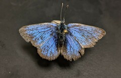 Glaucopsyche lygdamus