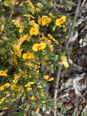 Dillwynia tenuifolia