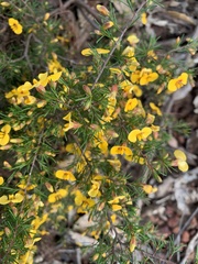 Dillwynia tenuifolia