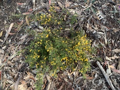 Dillwynia tenuifolia