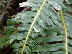 Blechnum