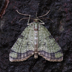 Episteira nigrilinearia
