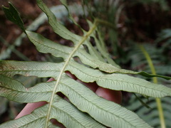 Blechnum