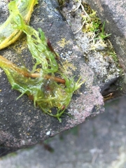 Chara globularis