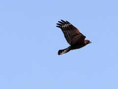 Buteo lineatus elegans