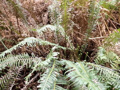 Blechnum