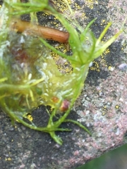Chara globularis