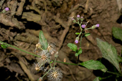 Cyanthillium cinereum