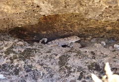 Pristurus carteri