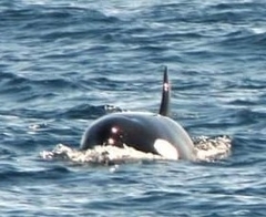 Orcinus orca