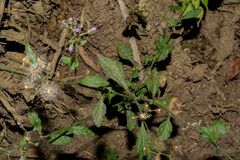 Cyanthillium cinereum