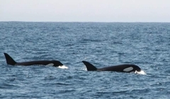 Orcinus orca
