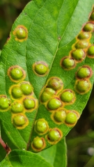 Parallelodiplosis subtruncata