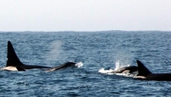 Orcinus orca