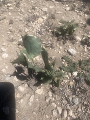 Acourtia nana