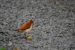 Furnarius leucopus