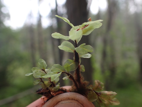 Image of Rhizomnium magnifolium by no rights reserved