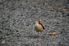 Furnarius leucopus