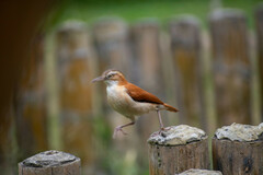 Furnarius leucopus