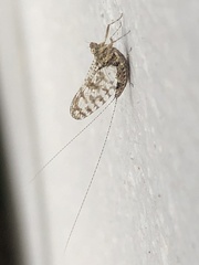 Callibaetis pictus