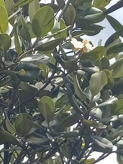 Magnolia pallescens