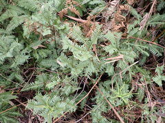 Gleicheniaceae