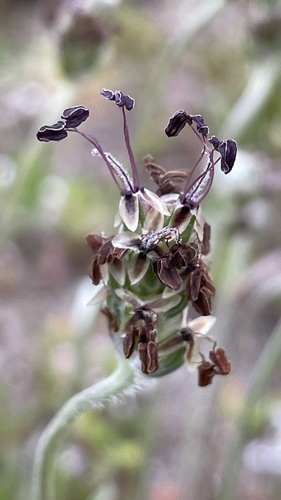 Plantago hispidula