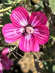 Malva assurgentiflora