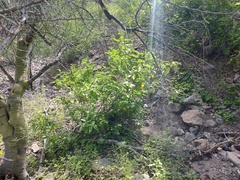 Karwinskia humboldtiana