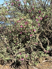 Malva assurgentiflora