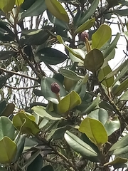 Magnolia pallescens