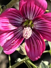 Malva assurgentiflora