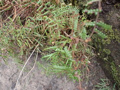 Gleichenia