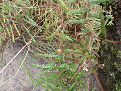 Gleichenia
