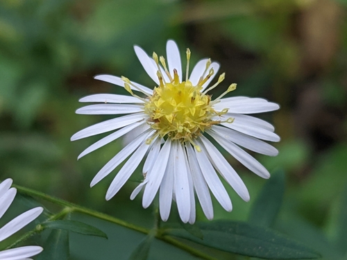 Smooth Ontario Aster (Variety Symphyotrichum ontarionis glabratum ...