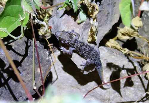 Hemidactylus alkiyumii