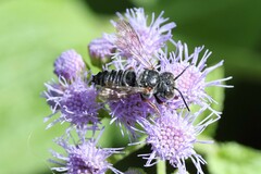 Coelioxys octodentatus