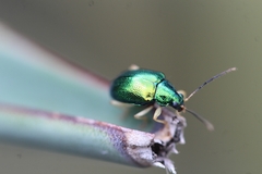 Colaspis laeta