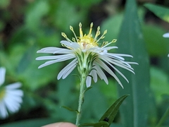Symphyotrichum ontarionis glabratum