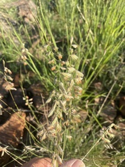 Bouteloua chondrosioides