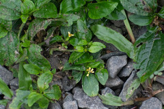 Synedrella nodiflora