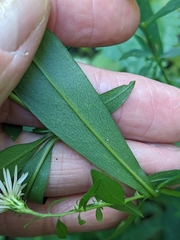 Symphyotrichum ontarionis glabratum