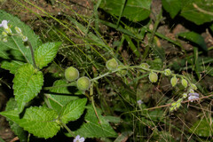 Priva lappulacea
