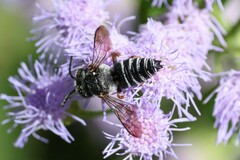 Coelioxys octodentatus